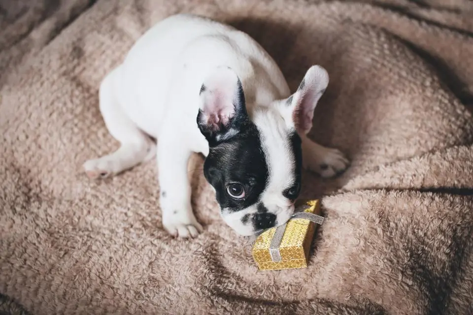 Buldogue francês com brinquedo