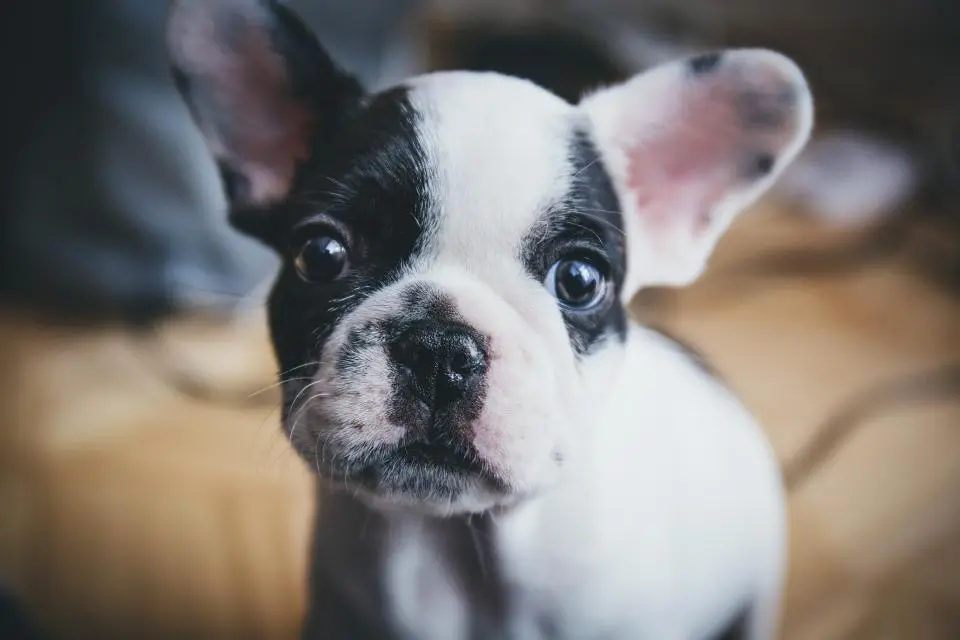 Bolinha · buldogue francês