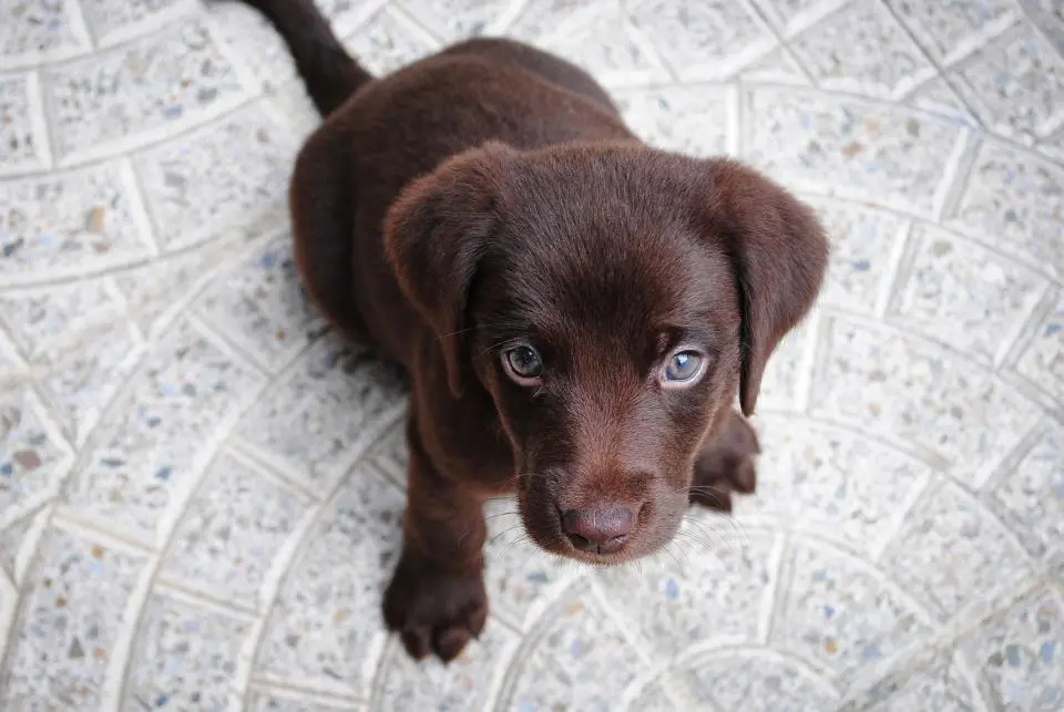 Chocolate · labrador
