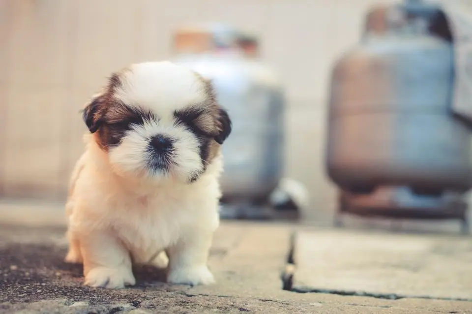Pipoca · shih tzu